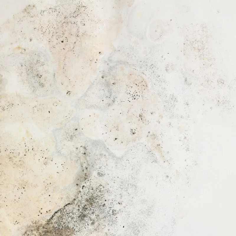 ปัญหาวอลเปเปอร์ขึ้นรา